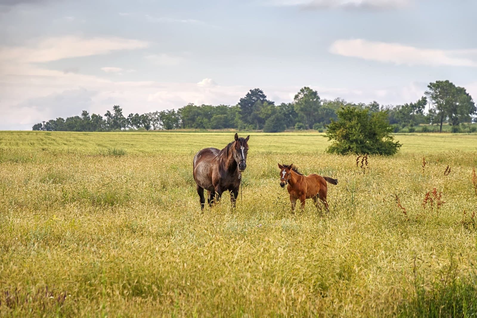 A mare and foal in a Kentucky bluegrass pasture